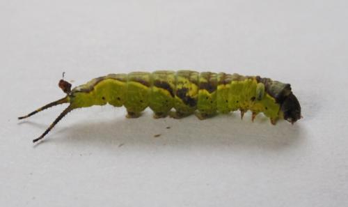 Furcula furcula